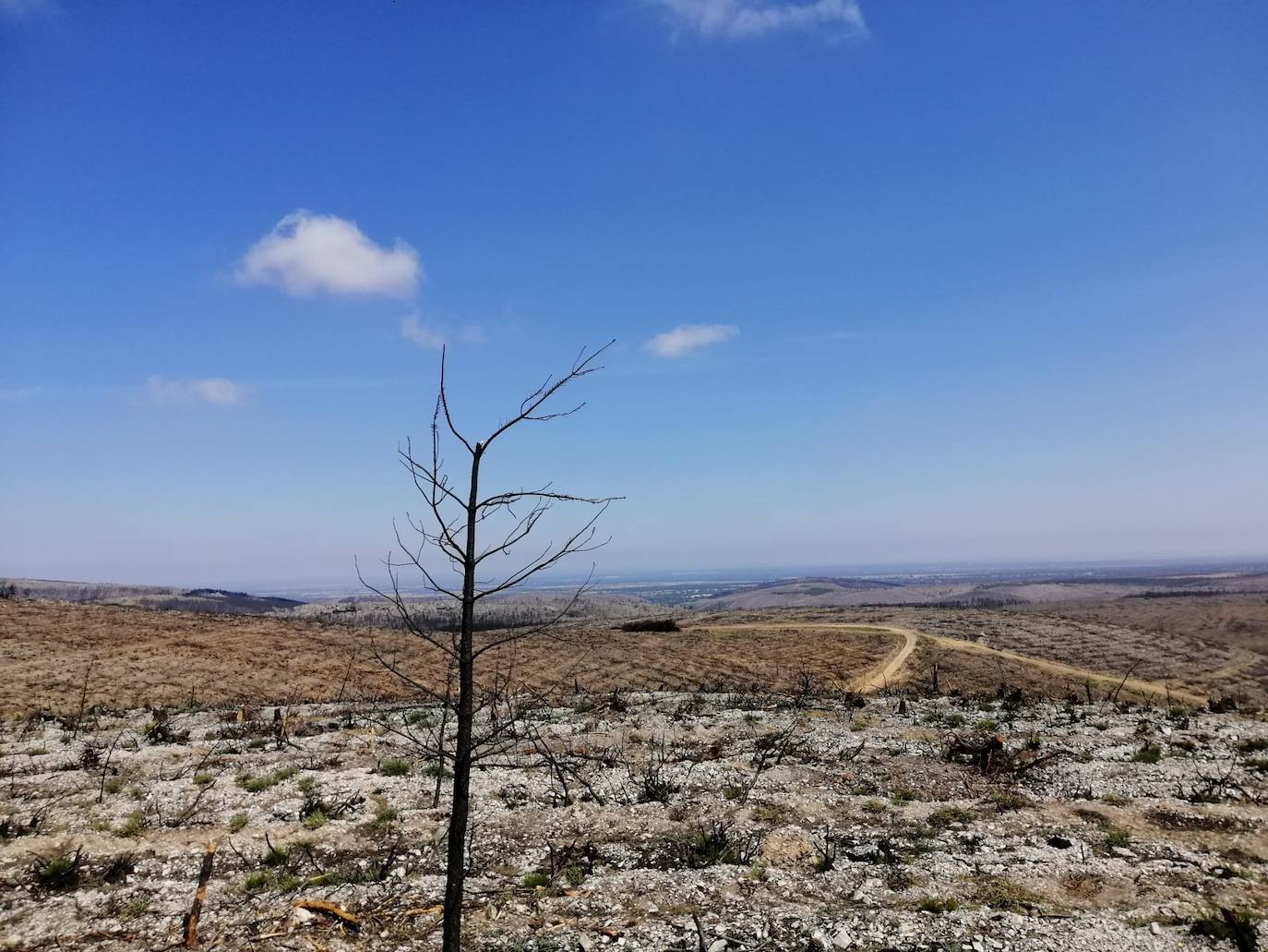 El verde empieza a colonizar un año después la zona del incendio de Monsagro