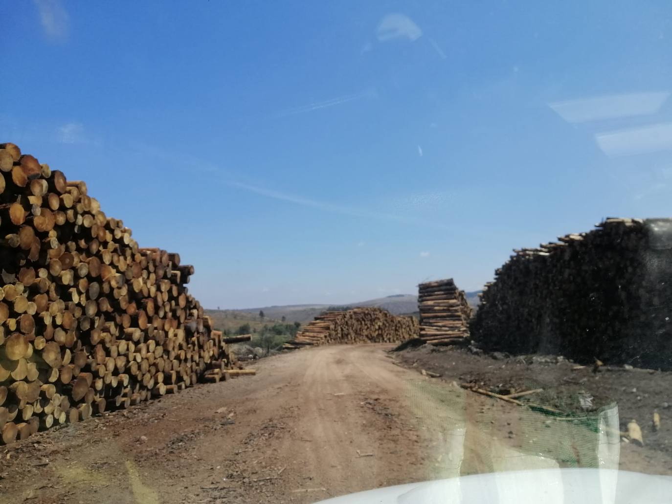 El verde empieza a colonizar un año después la zona del incendio de Monsagro