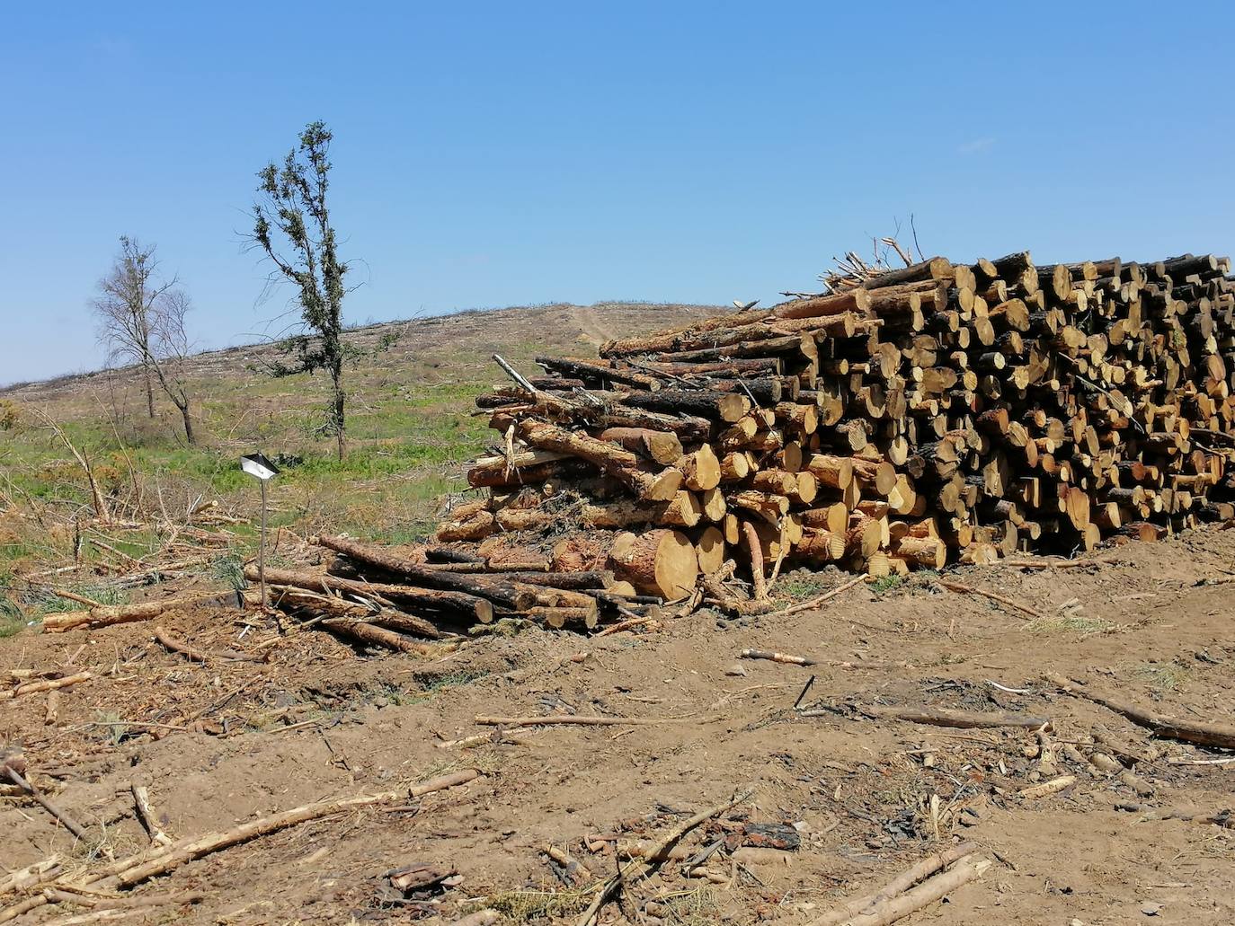 El verde empieza a colonizar un año después la zona del incendio de Monsagro