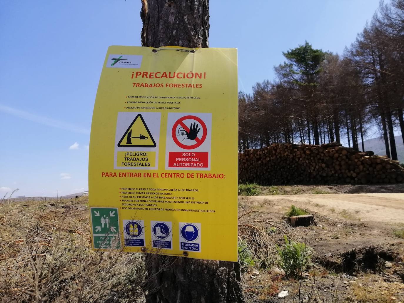 El verde empieza a colonizar un año después la zona del incendio de Monsagro