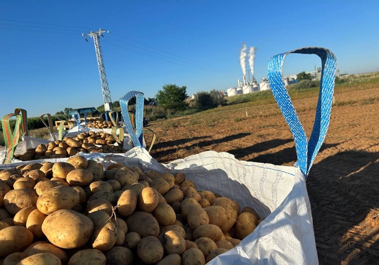 Patatas en yumbos ayer en Babilafuente en una parcela próxima a la planta de bioetanol.