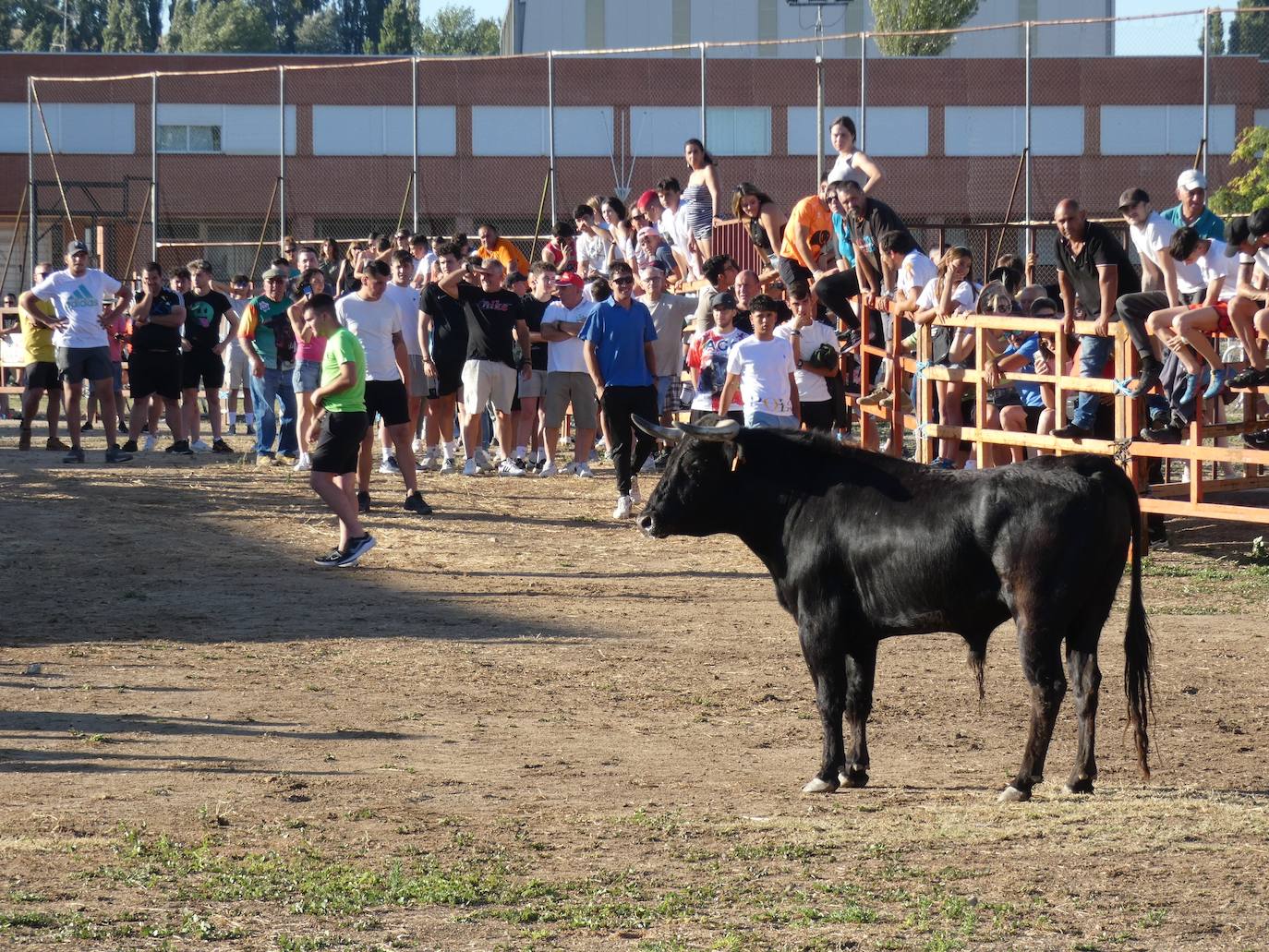 El toro del cajón centra la atención juvenil en Villoruela