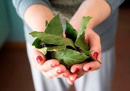 Una mujer sostiene una hojas de laurel en sus manos.