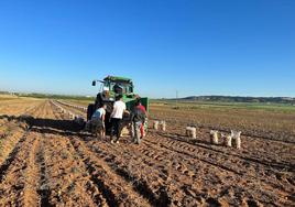 Una cuadrilla de trabajadores recoge patata en una parcela.