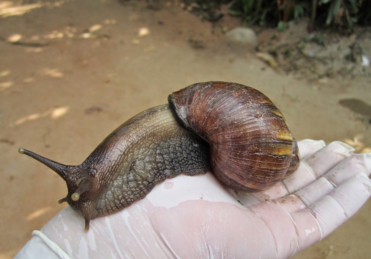 Caracol gigante africano.