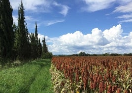 Pasto de Sudán.