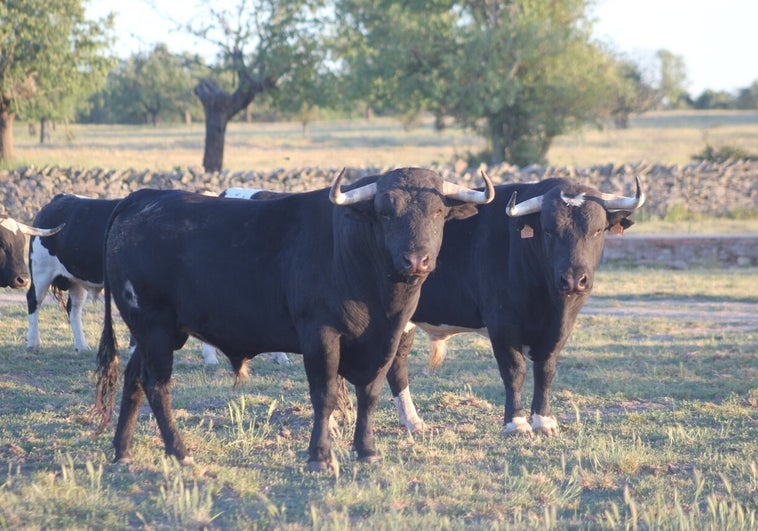 Los toros de Galache, listos para Santander