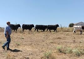 José Crego, en su explotación de Endrinal con algunos de los ejemplares que está cebando ahora.
