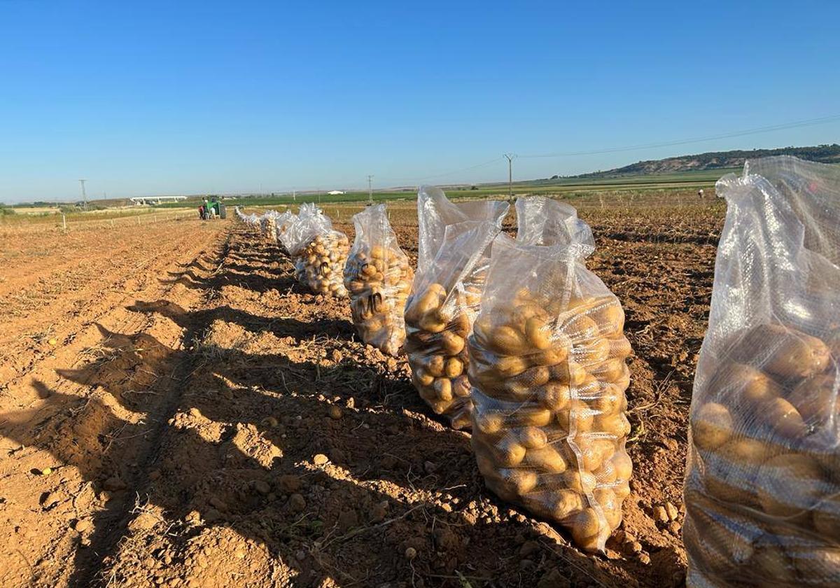 Patatas recién cosechadas preparadas para su recogida.