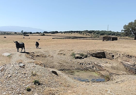 Imagen de una charca ubicada entre Palacios de Salvatierra, Cabezuela y Campillo.