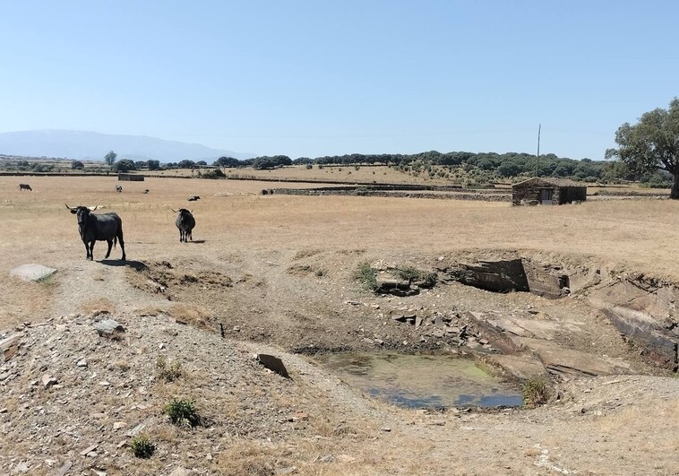 Preocupación en el campo salmantino por el inicio de agosto casi sin agua en muchas charcas