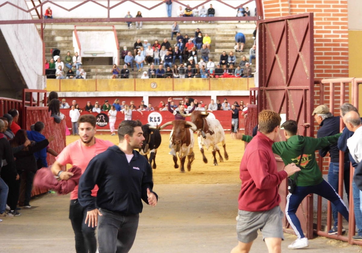 Salida de los bueyes en uno de los encierros celebrados en Macotera el año pasado.