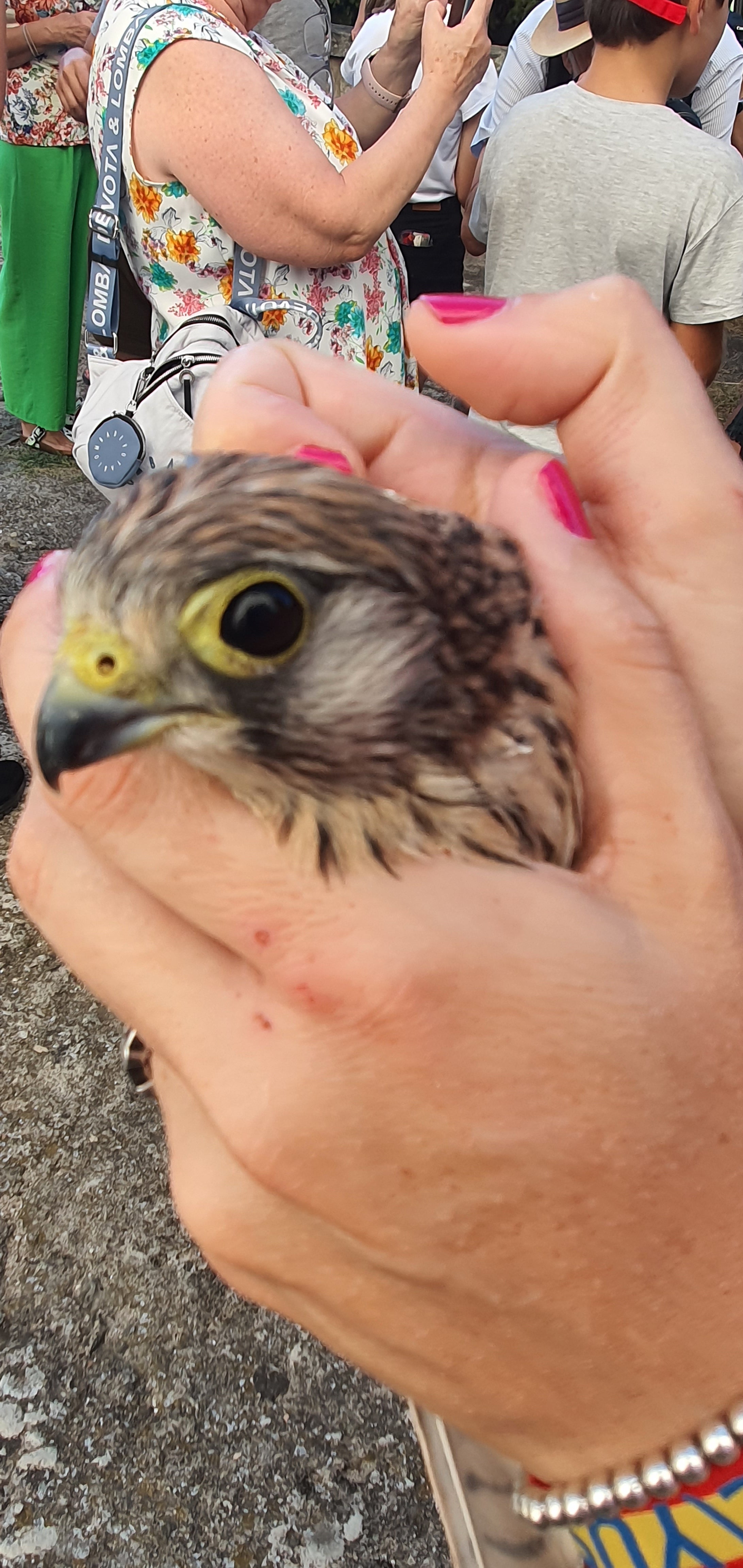 Un milano y 17 cernícalos primilla vuelan en libertad en Béjar