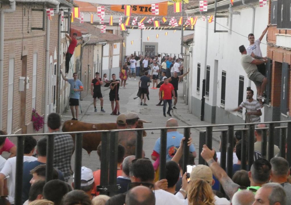 Festejo taurino con dos astados en Palaciosrubios