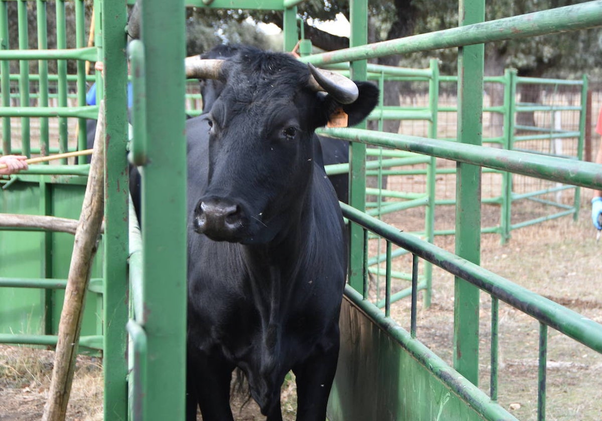 Vacunación de lengua azul en Matilla de los Caños.