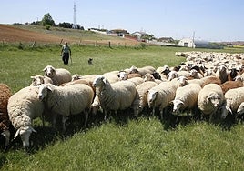 Un ganadero, con sus ovejas.