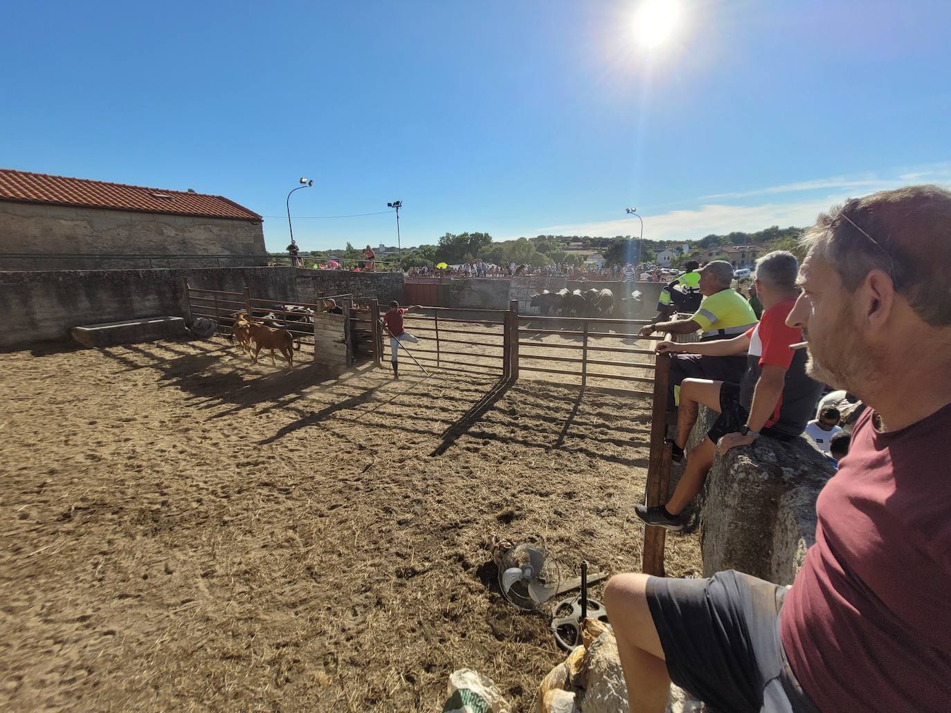 Vaquillas y caballos al galope bajo el sol de La Raya