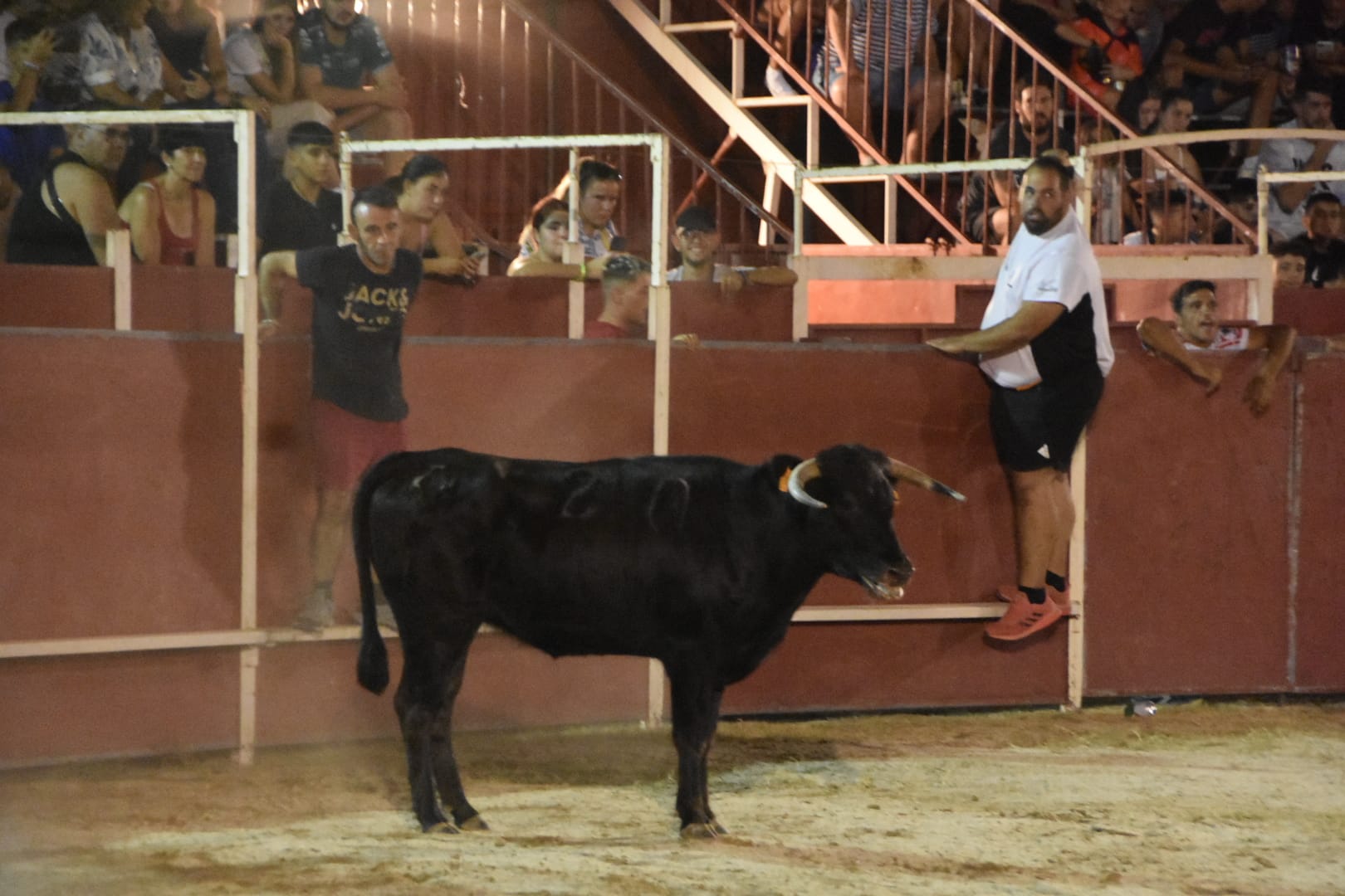 Carbajora llena su plaza de toros en la primera cita nocturna con las vaquillas