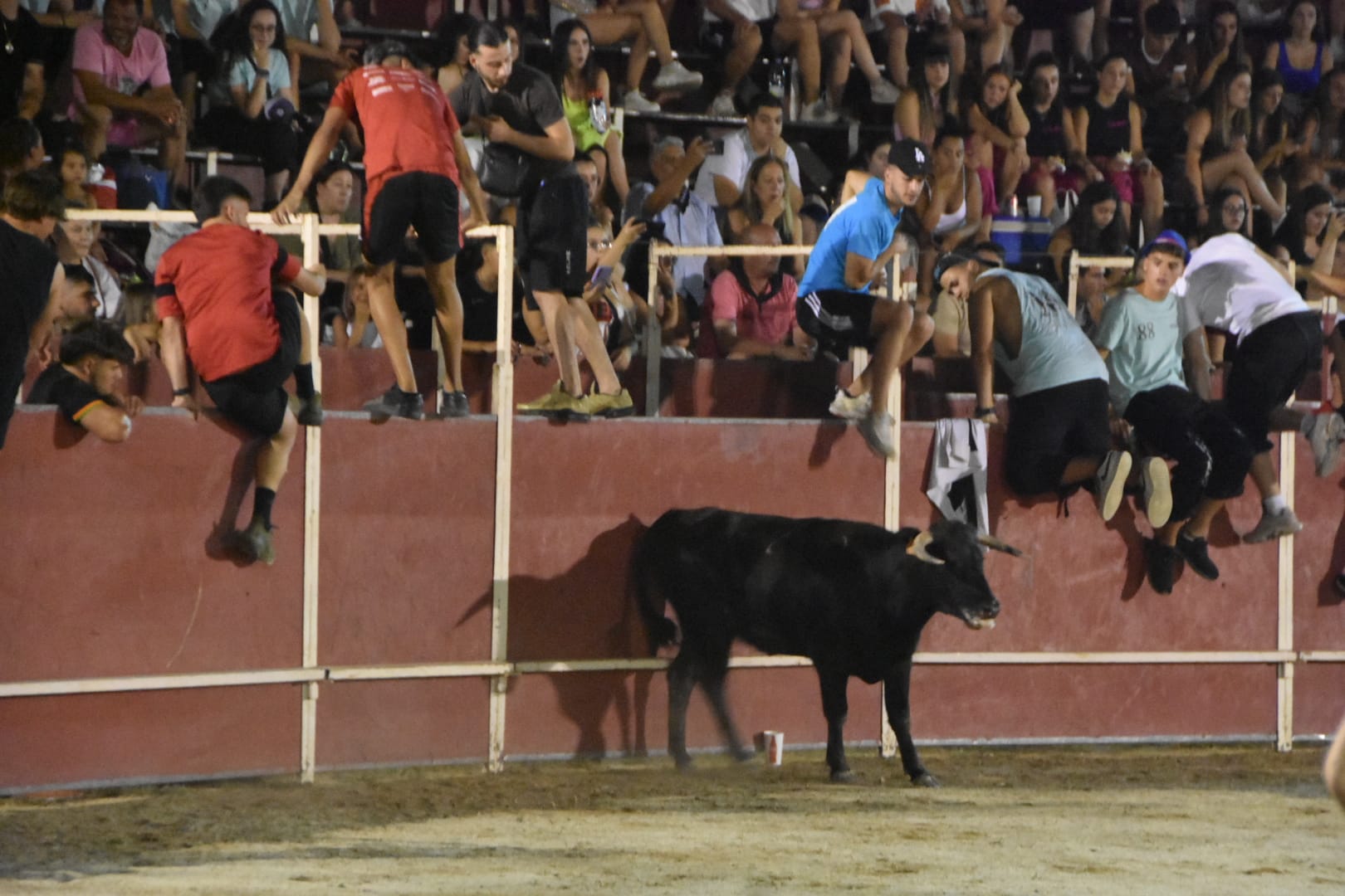 Carbajora llena su plaza de toros en la primera cita nocturna con las vaquillas