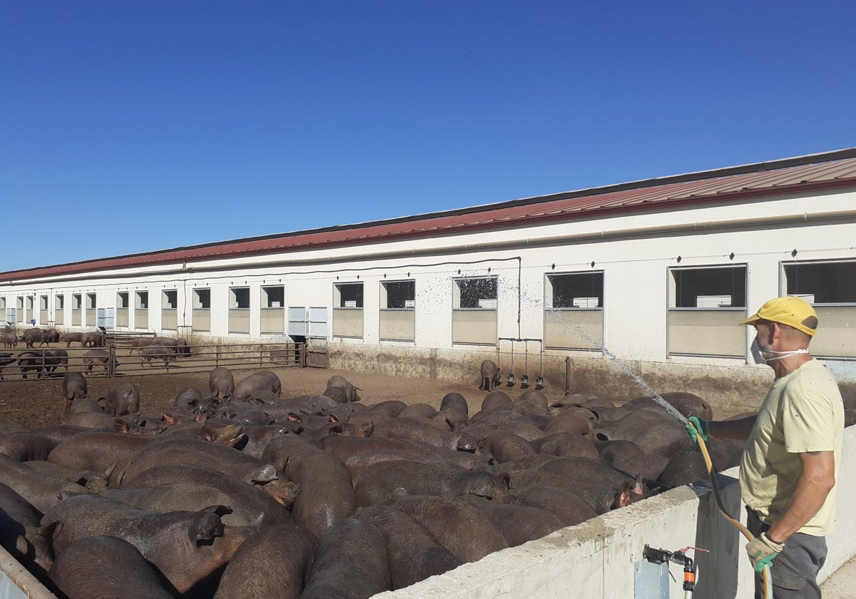 Ganadero de la zona de Peñaranda de Bracamonte cuidando de sus animales.