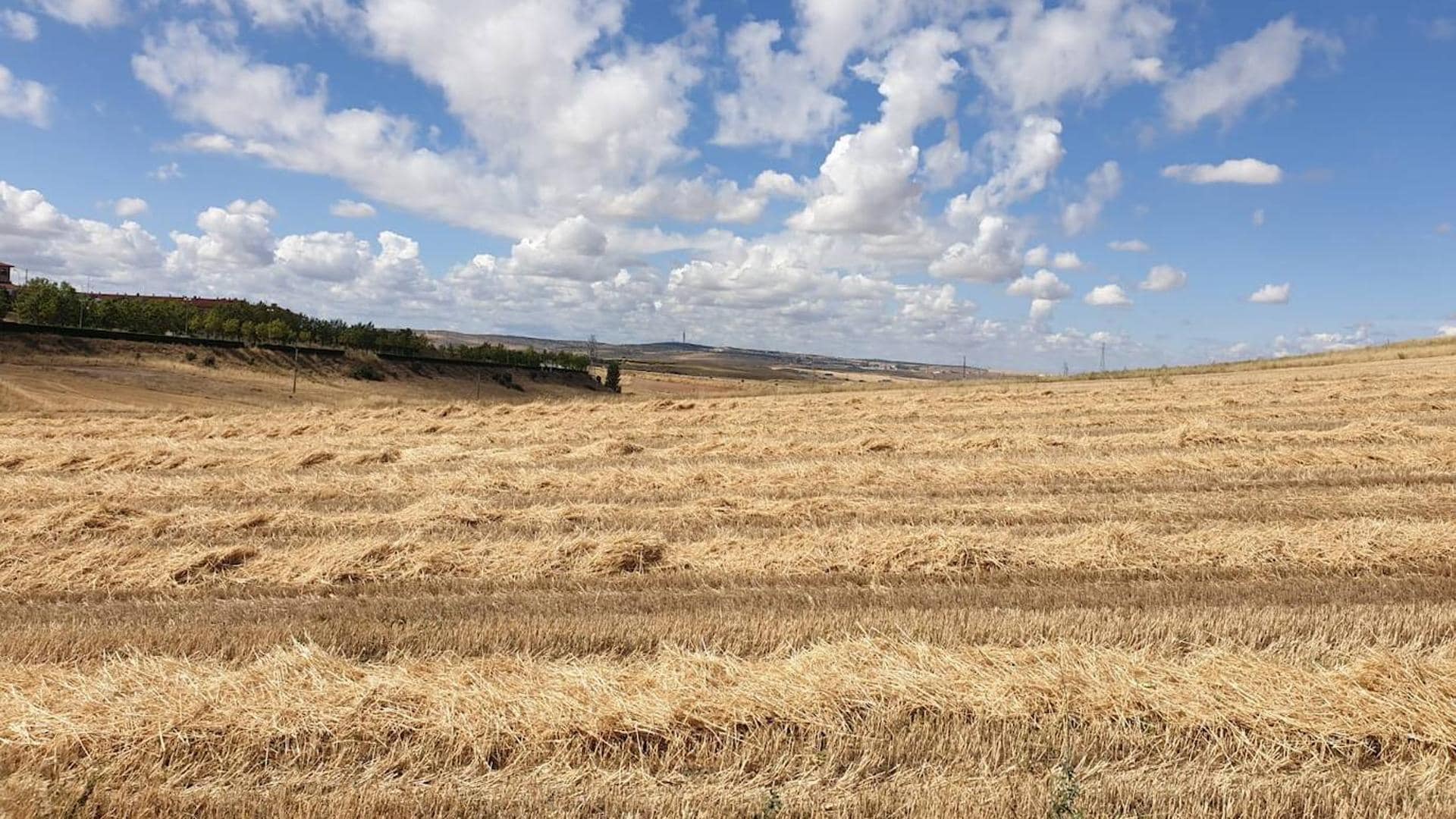 El alto precio de la paja hace agudizar el ingenio a los agricultores  salmantinos | La Gaceta de Salamanca