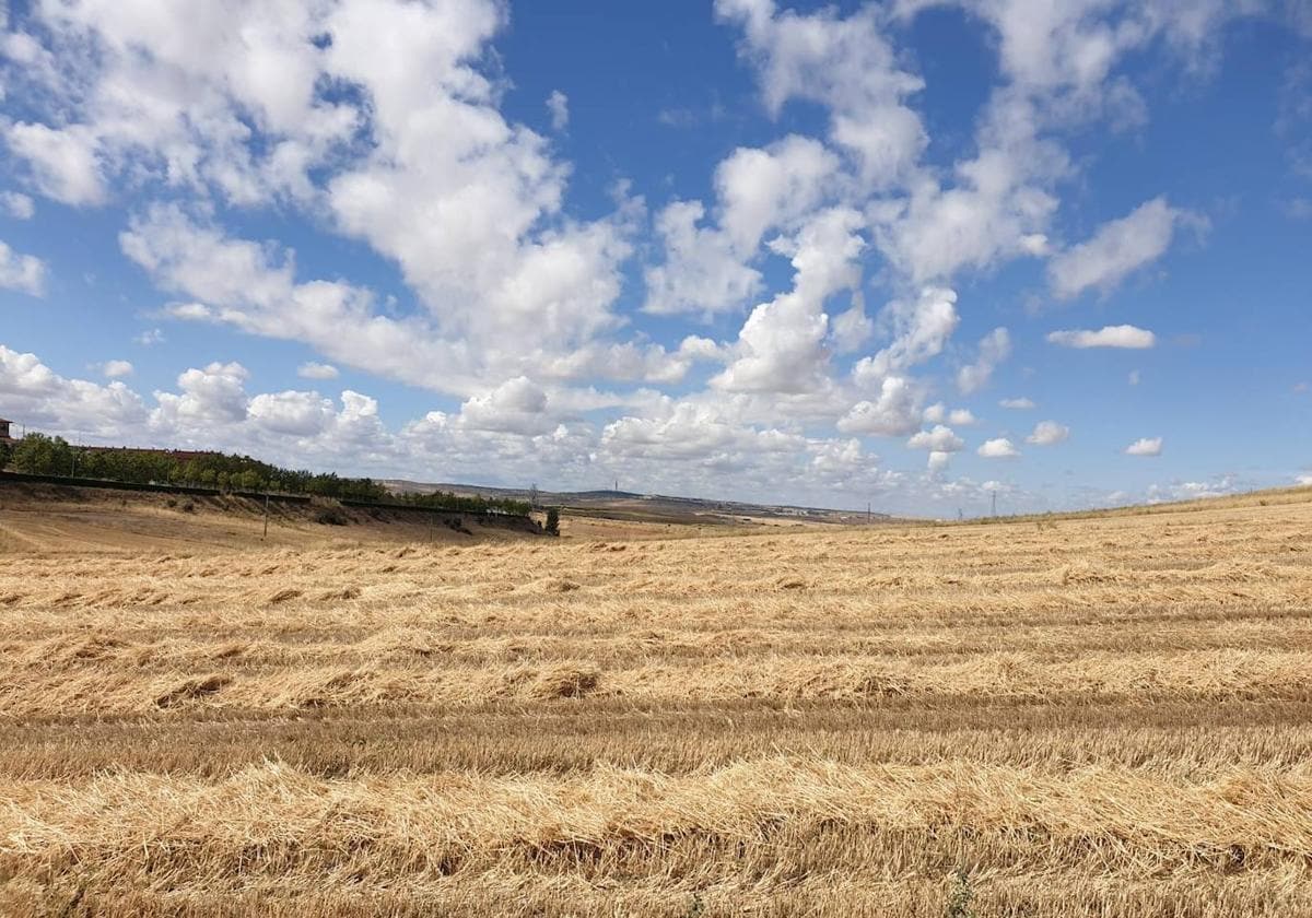 El alto precio de la paja hace agudizar el ingenio a los agricultores  salmantinos | La Gaceta de Salamanca