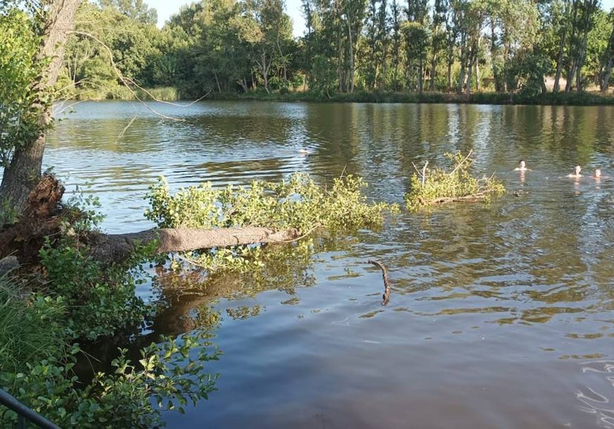 Susto por la caída de un chopo cerca de los bañistas en Ciudad Rodrigo