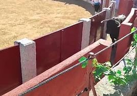 Susto en Guijuelo: un toro salta al callejón en pleno concurso de recortes