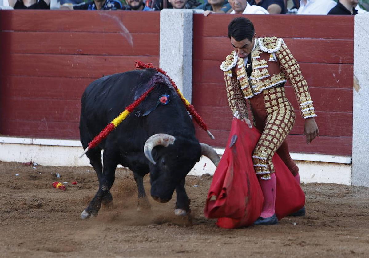 Torerísimo inicio de faena de López Chaves a Majadero, el toro de Domingo Hernández indultado ayer en Guijuelo.