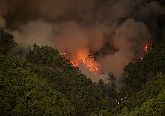 Llamas en el monte del incendio de Tenerife.