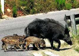 Jabalíes atravesando una carretera.