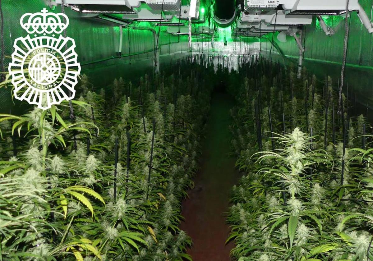 Desmantelada una gran plantación móvil de marihuana en Carrascal de Barregas