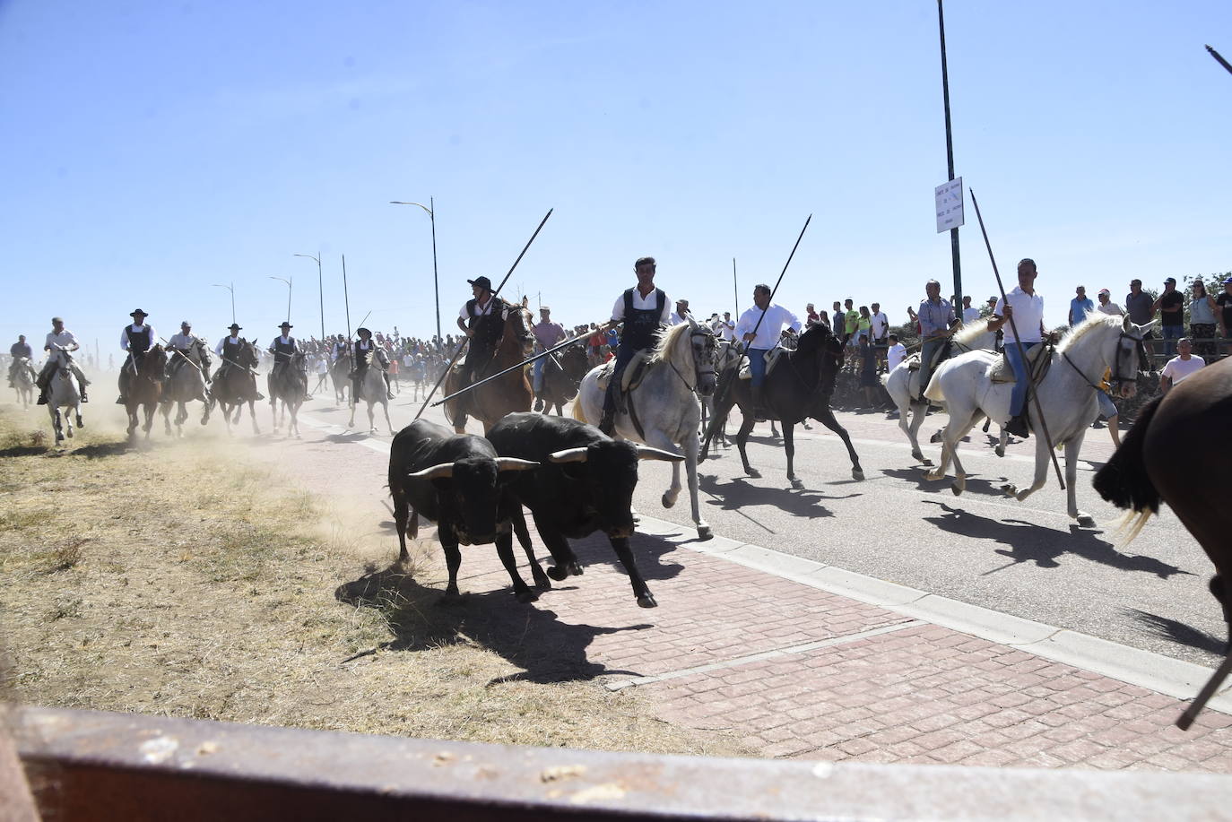 Reses bajo control en Fuenteguinaldo