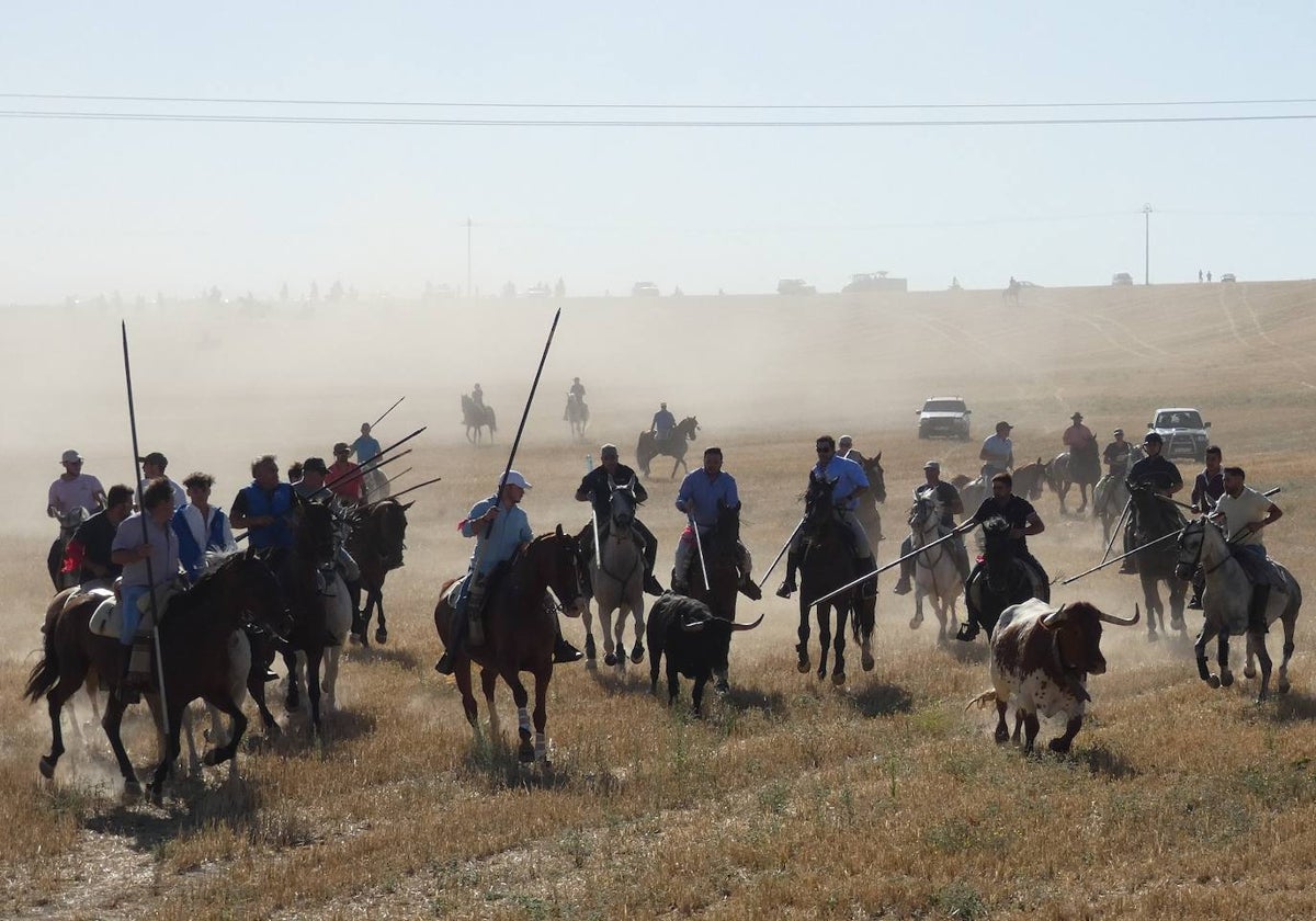 Cientos de jinetes en el XXI encierro campero de Macotera