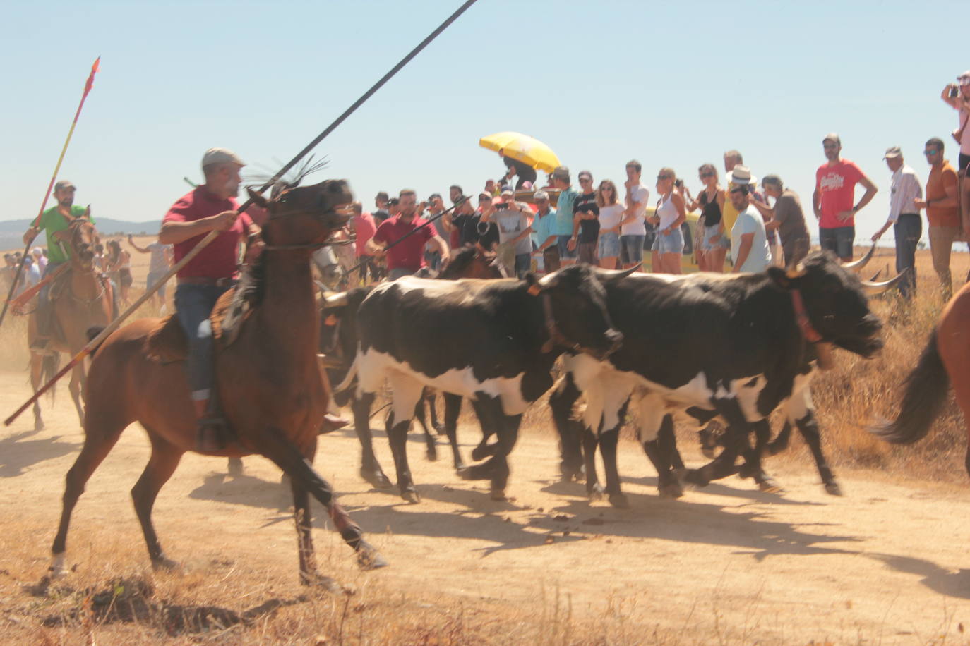 Los novillos se rebelan en Villar de la Yegua