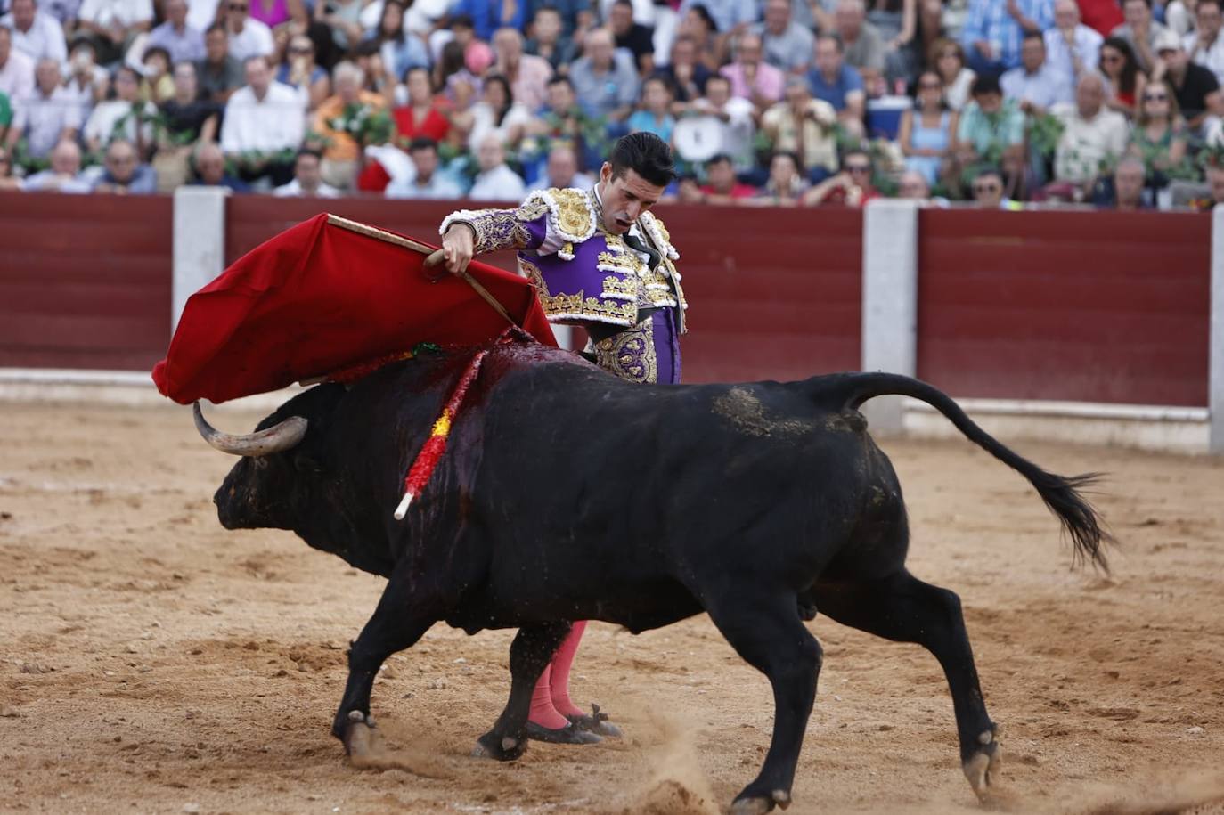 Las mejores imágenes del festejo de Talavante, Castella y Diosleguarde en Guijuelo