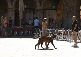 Una joven pasea con un perro por la Plaza Mayor.