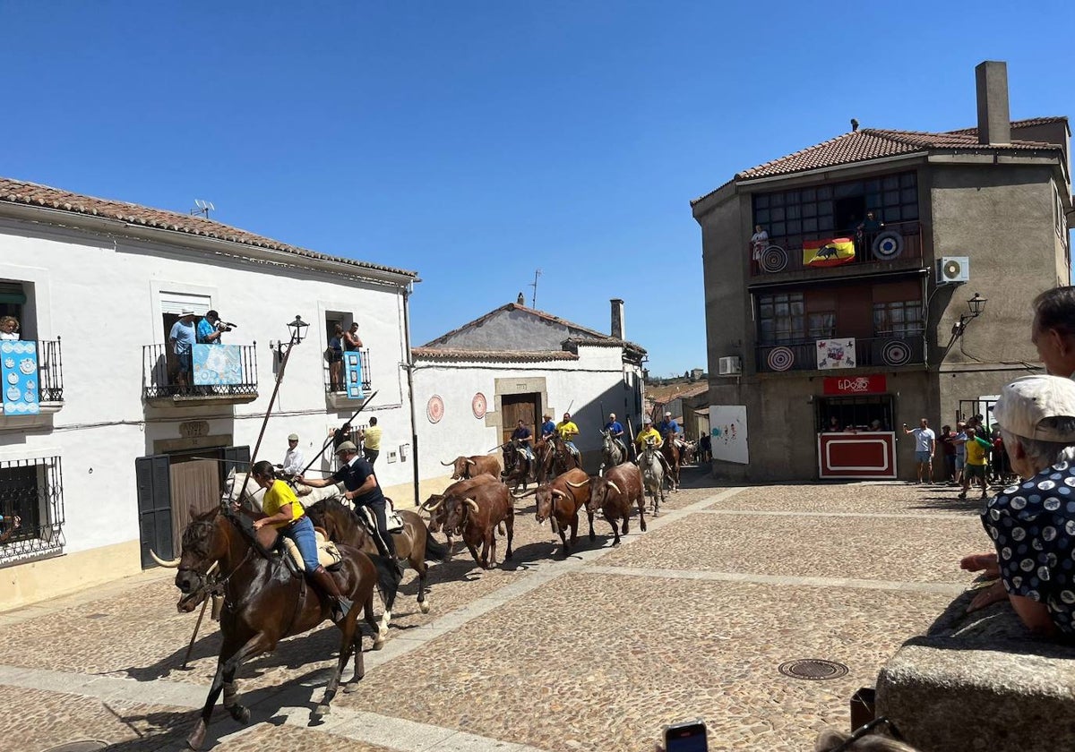 El último encierro de las fiestas de San Bartolomé de Fuenteguinaldo en la plaza de la Botica