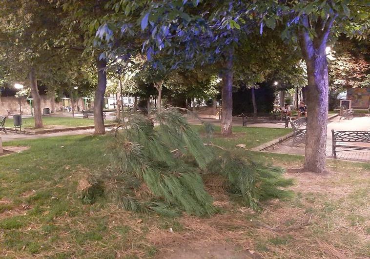 Susto en el Parque Picasso por la caída de varias ramas de un árbol