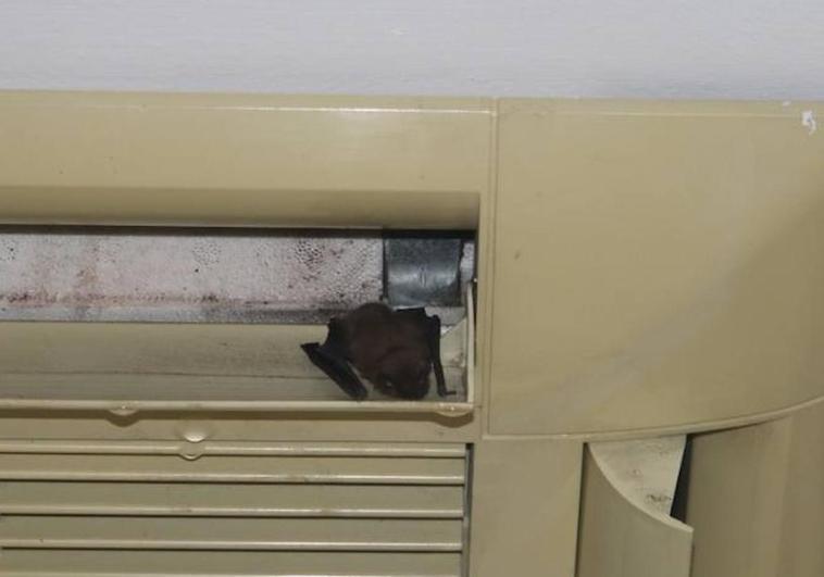 Un pequeño murciélago, en un aparato de aire acondicionado en el centro de salud de Santa Marta de Tormes.