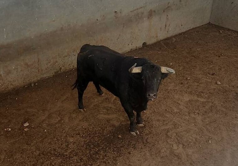 Así se recupera Caritativo, el toro de Garcigrande indultado en Gijón