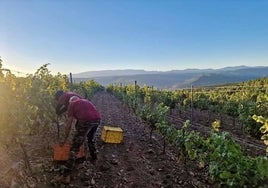 Los productores de la sierra salmantina han comenzado la recogida de la uva.