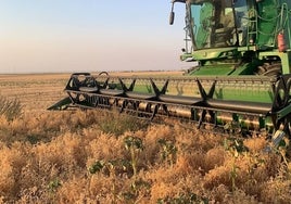 Una cosechadora trabajando en una tierra de garbanzos en la comarca de La Armuña.