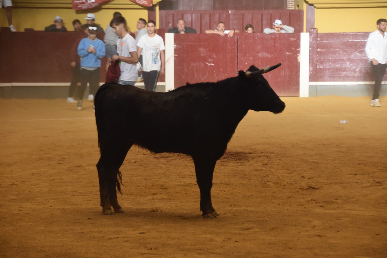 Chocolatada y encierro para abrir el día festivo en Alba de Tormes