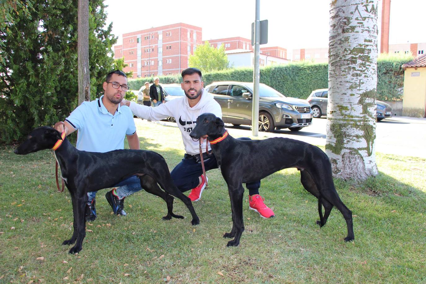 El galgo español más perfecto se cita en Peñaranda