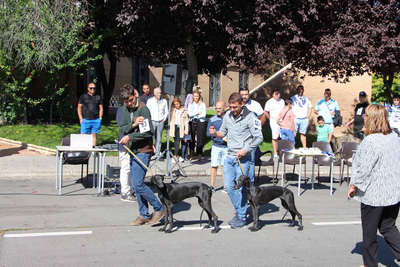 El galgo español más perfecto se cita en Peñaranda