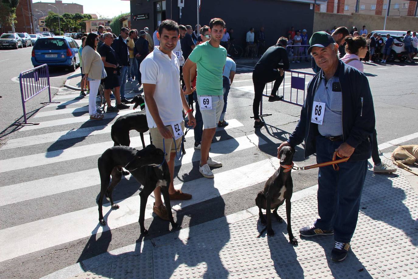 El galgo español más perfecto se cita en Peñaranda