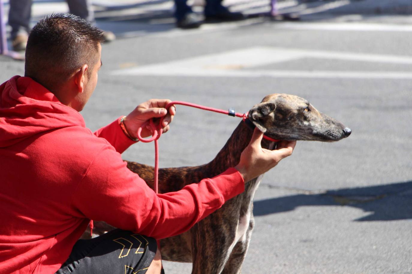 El galgo español más perfecto se cita en Peñaranda