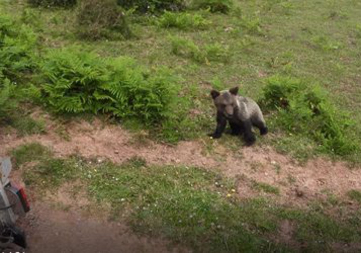 Un osezno en el Paisaje Protegido del Pico Caldoveiro.