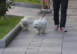 Mascotas salmantinas paseando por la ciudad.